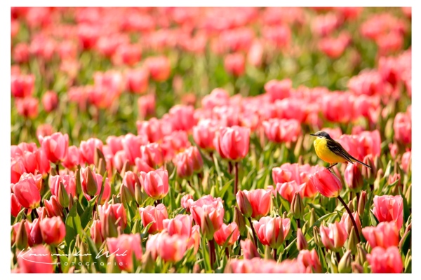 natuurfotografie Velsen